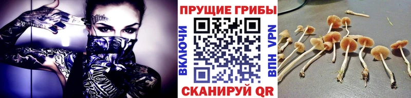 Галлюциногенные грибы Psilocybine cubensis Красный Кут